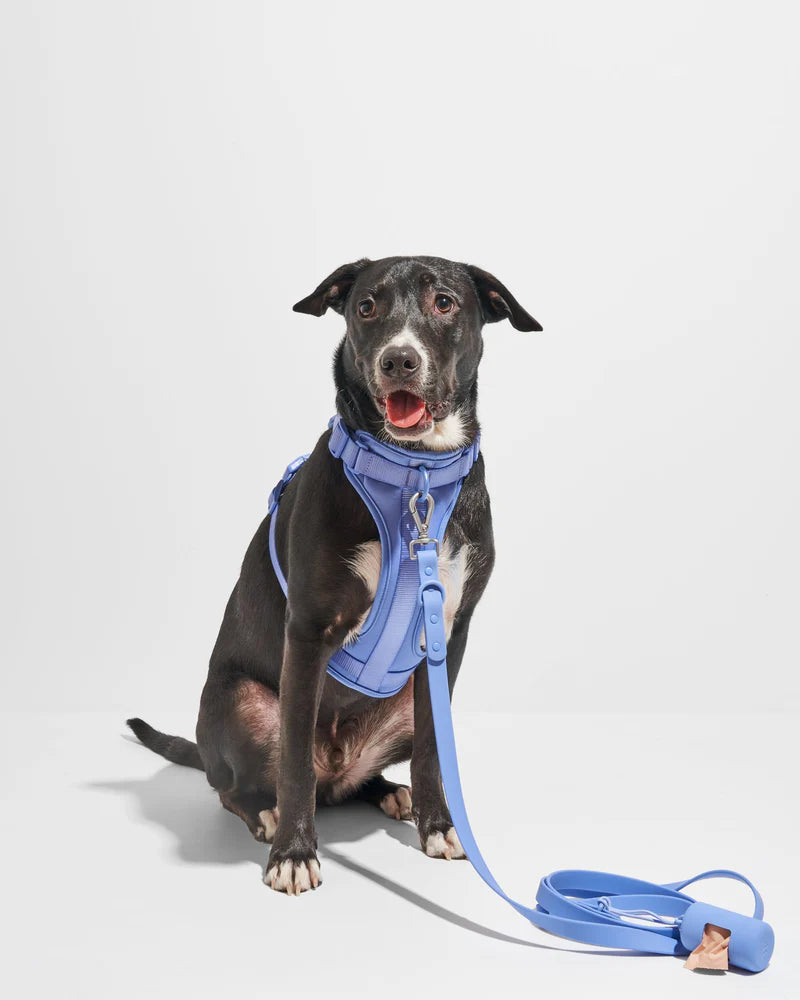 dog blue harness leash set